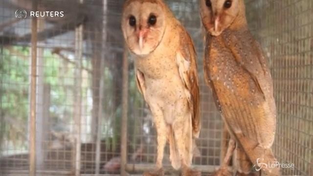 Il villaggio indonesiano dove vengono allevati i gufi