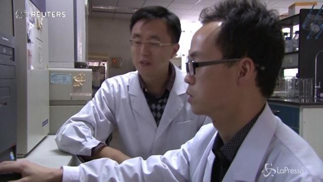 Virus Zika, la microcefalia fetale causata da una mutazione genetica