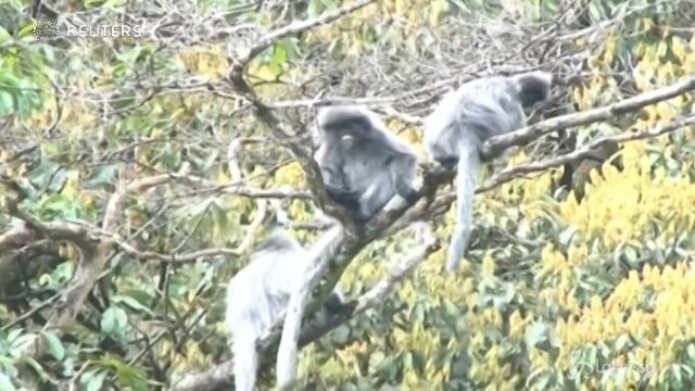 Un gruppo di langur di Phayre a spasso sugli alberi
