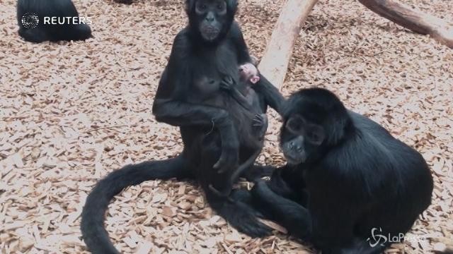 Ecco la piccola scimmia ragno del Chester Zoo