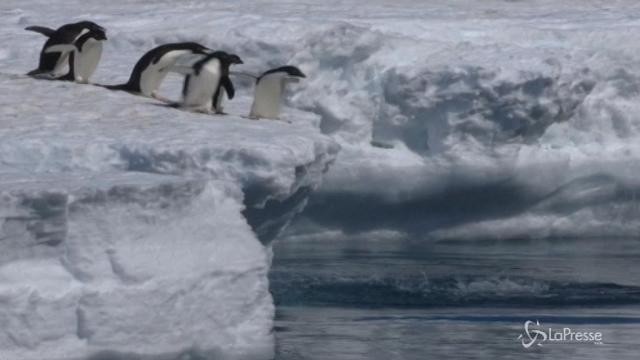 Australia e Ue insieme per salvare i pinguini dell’Antartide