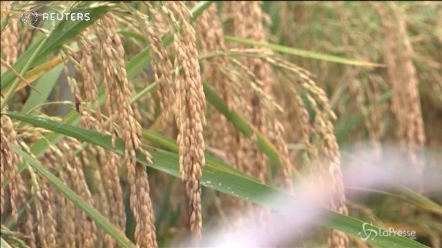 In Cina arrivano piante di riso alte più di due metri