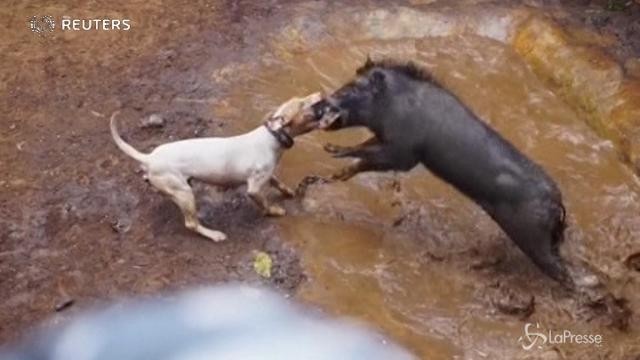 Cani contro cinghiali: i combattimenti in Indonesia