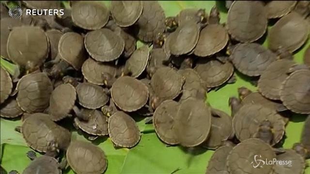 Migliaia di cuccioli di tartaruga a rischio estinzione liberati in Amazzonia