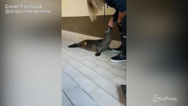 Acquario di Genova: ecco il pranzo del cucciolo di foca