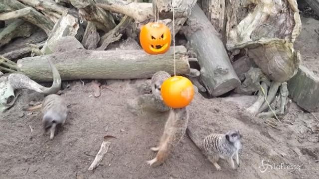 E’ Halloween anche per le manguste