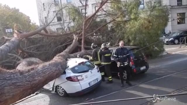 Roma, grosso albero si abbatte su taxi: salvo l’autista
