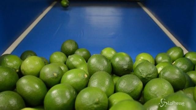 Il limone messicano alla conquista dell’Europa