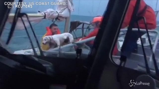 Usa, salvataggio di due cani su una barca in balia delle onde