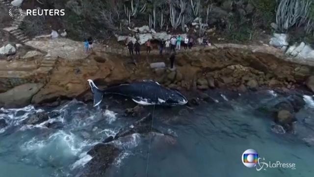 Brasile, trovata morta la balena salvata qualche giorno fa