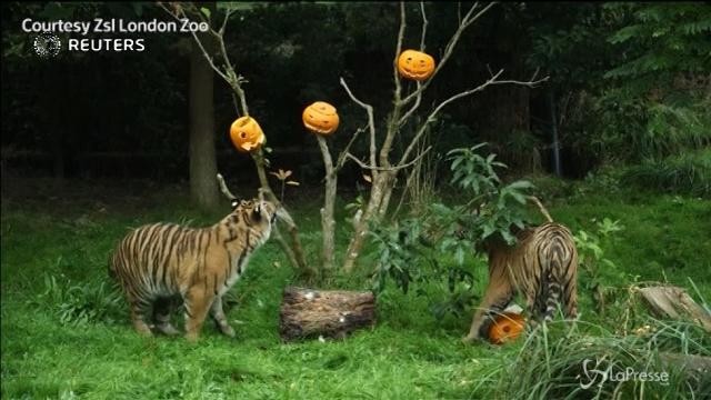 Allo zoo di Londra è già Halloween