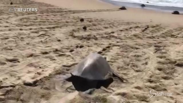 In Messico tartarughe sotto scorta in spiaggia