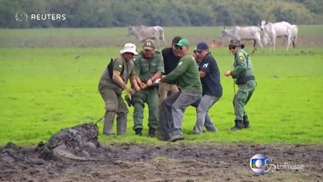 Brasile: salvati diversi animali bloccati in una palude