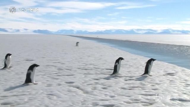 Proteggiamo l’oceano Antartico