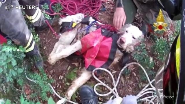 Cane precipita in un pozzo di 25 metri nel Vicentino, salvato dai pompieri