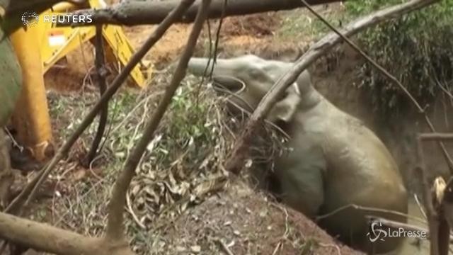 Sri Lanka, il salvataggio di un elefante rimasto per 3 giorni in un pozzo