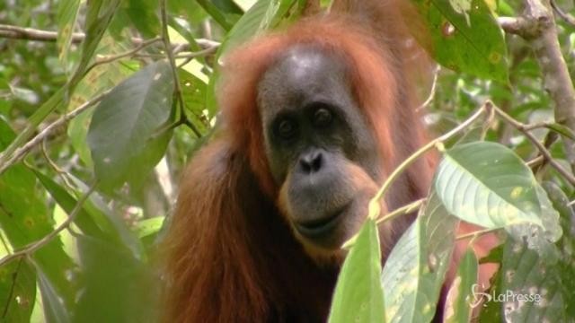 Nuova specie di grande scimmia scoperta sull’isola di Sumatra