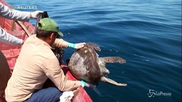 Centinaia di tartarughe morte sulla costa del Salvador