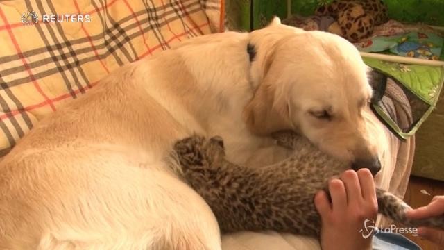 Il cucciolo di leopardo e la sua mamma golden retriever