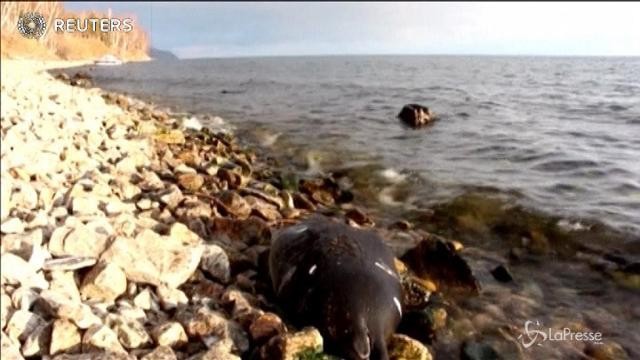 Strage di foche nel lago Baikal: morte in 140