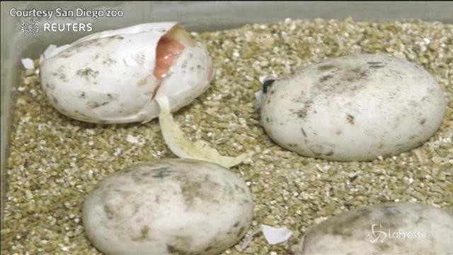 California, allo zoo di San Diego si schiudono le uova dei coccodrilli nani