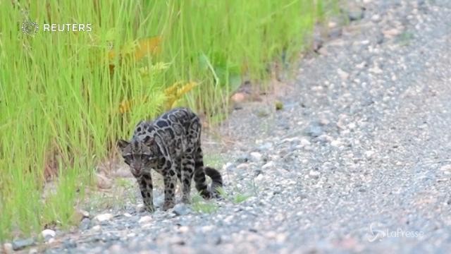 Un raro esemplare di leopardo nebuloso del Borneo e i suoi cuccioli