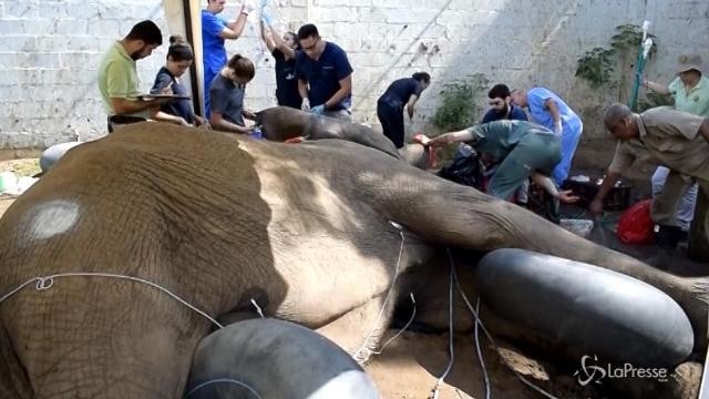 Colombia: intervento chirurgico di 3 ore salva un elefante