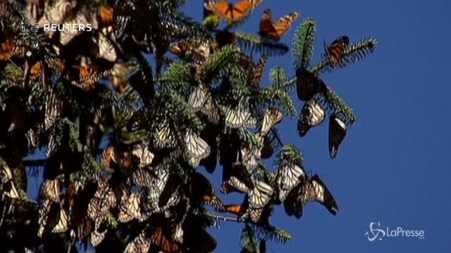 Messico, battenti aperti alla Riserva delle farfalle monarca