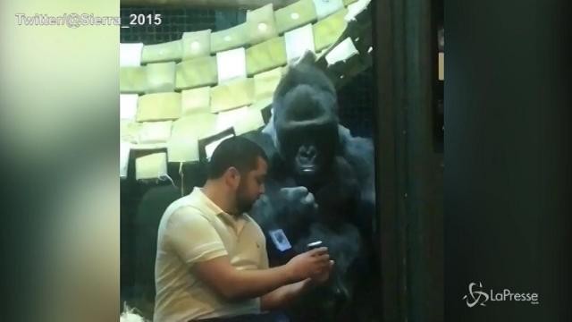 Jelani, il gorilla che ama gli smartphone