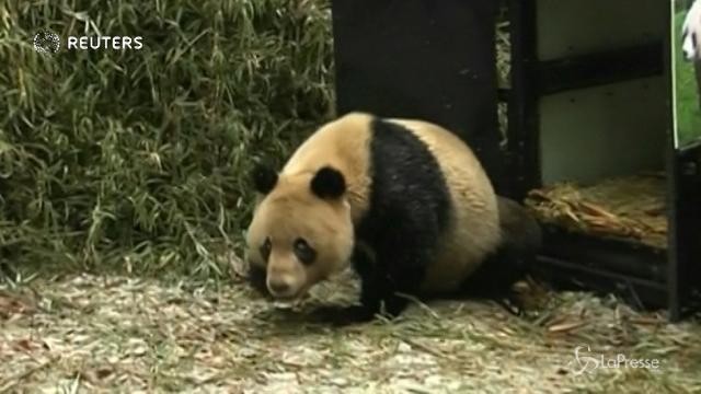 Cina, due panda giganti tornano nella foresta di Sichuan
