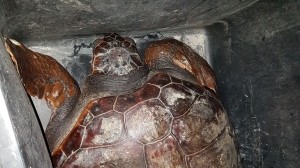 Salerno, salvata una tartaruga caretta caretta catturata da un peschereccio