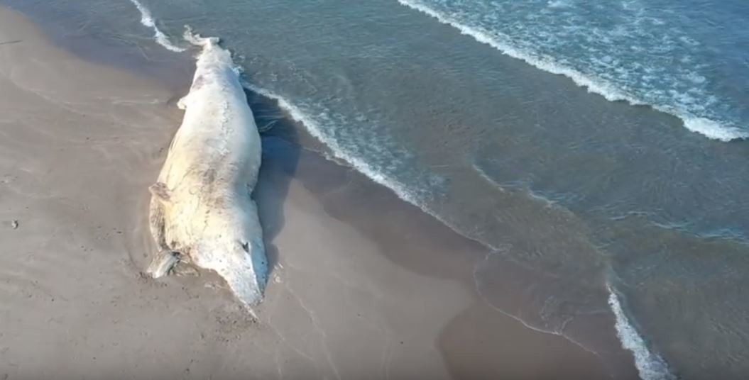 Sardegna, il paradosso della burocrazia: balena spiaggiata da oltre 40 giorni