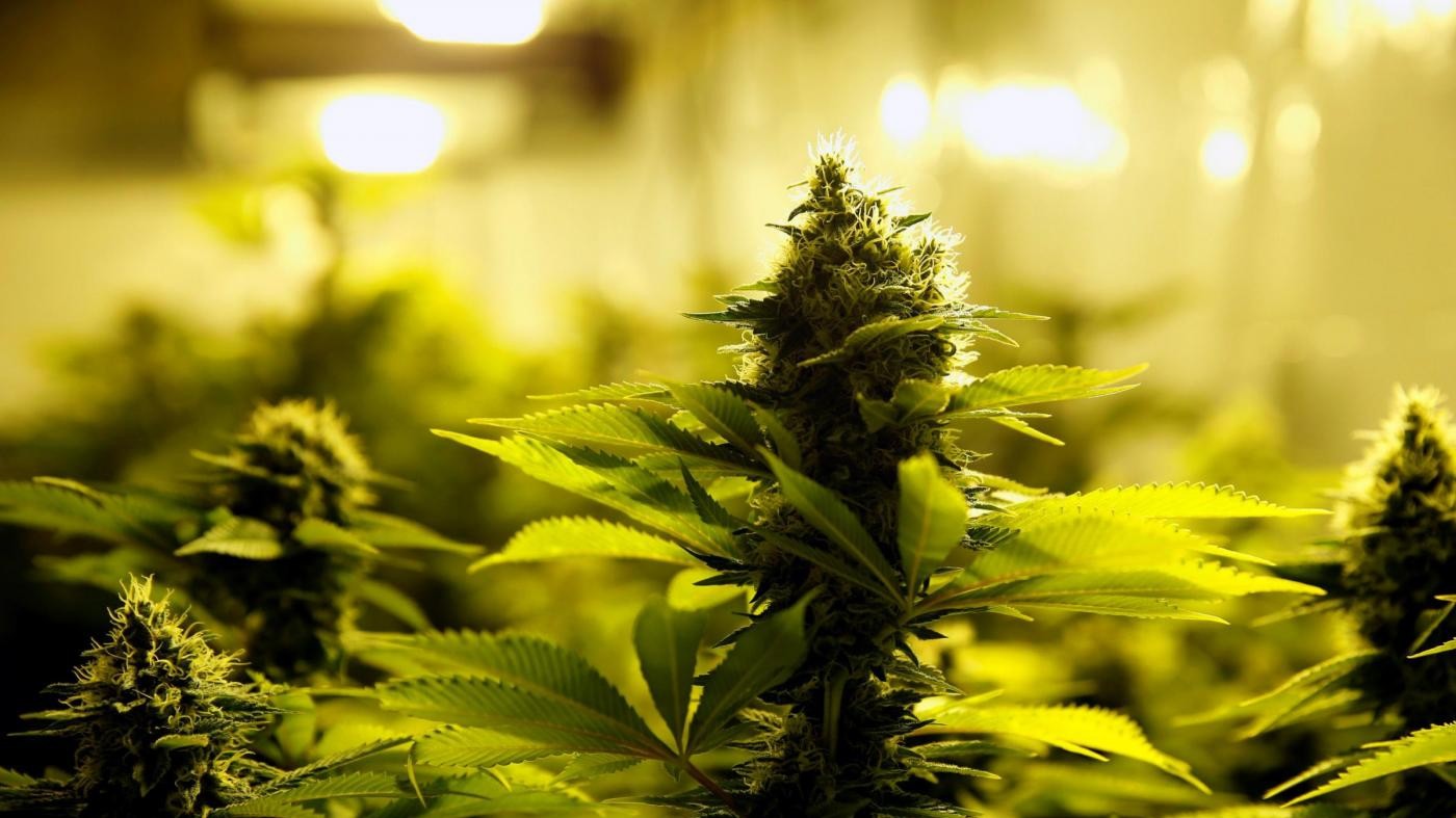 California, dal 1 gennaio via libera a vendita marijuana a uso ricreativo