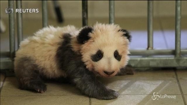 Brigitte Macron madrina di un cucciolo di panda
