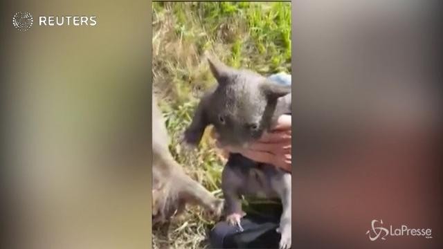 Australia, la nascita del piccolo wombat orfano
