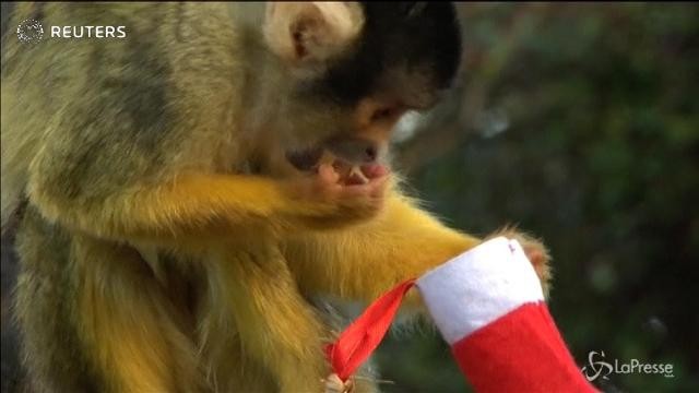 Allo zoo di Londra arriva Babbo Natale