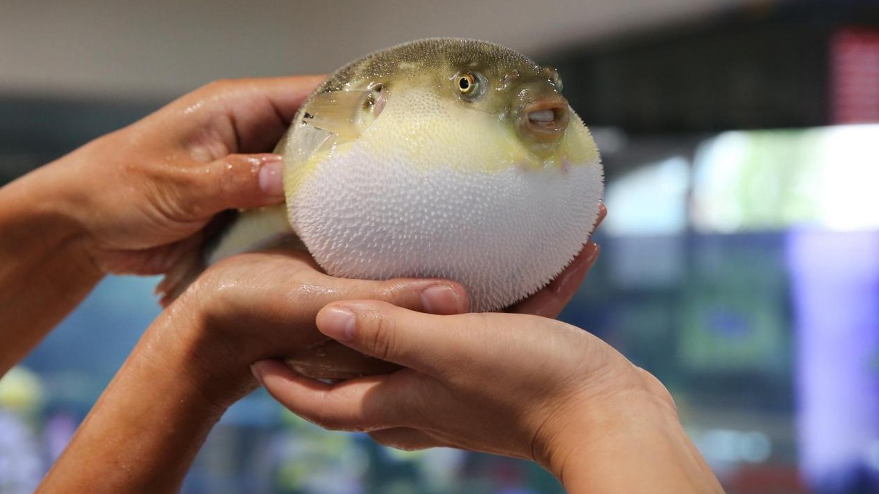 Giappone, allarme a Gamagori: pesce velenoso venduto per errore