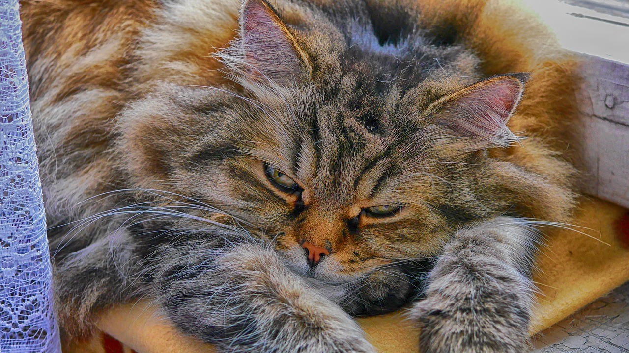 Quattro letti e gamberetti a pranzo: il gatto Gerry eredita 30mila euro
