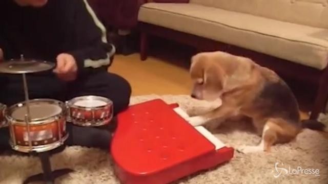 Purin, il beagle super intelligente