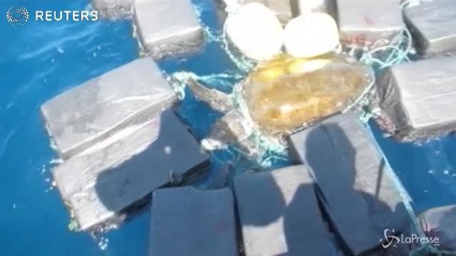 Florida, il corriere della droga è una tartaruga: intrappolata in 800 kg di cocaina