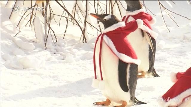 Cina, ecco i pinguini natalizi