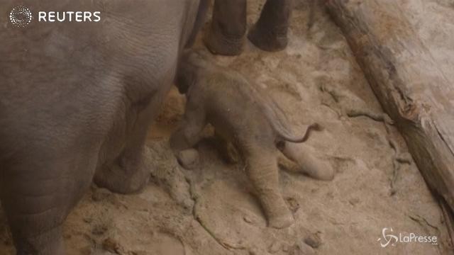Un cucciolo di elefante nella notte di Natale
