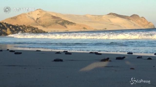 Messico, il ritorno in mare di migliaia di tartarughe Olive Ridley