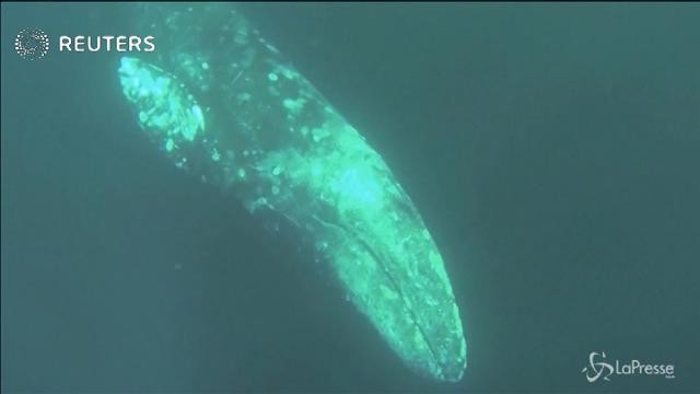 Dall’Alaska al Messico: il lungo viaggio delle balene