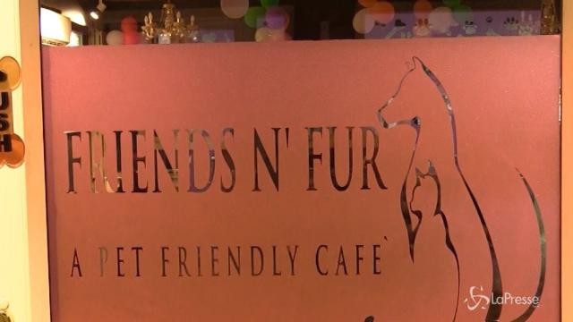 India, nasce il primo hotel di lusso per cani