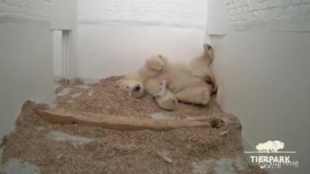 Muore cucciolo di orso polare, la Germania si commuove