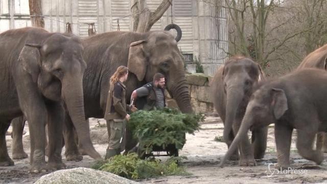 Berlino: scorpacciata di alberi di Natale per gli elefanti