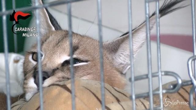 Che sorpresa al parco: lince al guinzaglio ai giardini di Milano