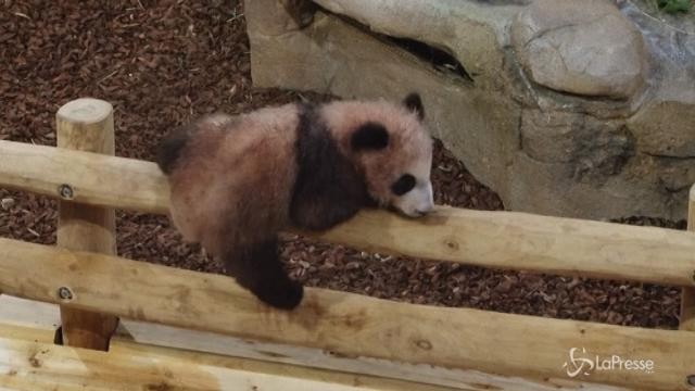 Debutta il primo cucciolo di panda nato in Francia