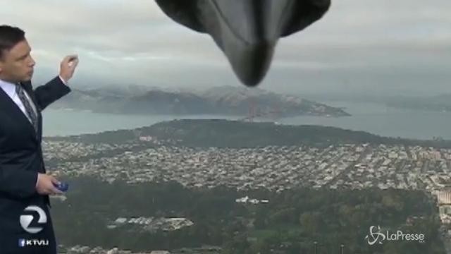 L’uccello curioso interrompe le previsioni meteo